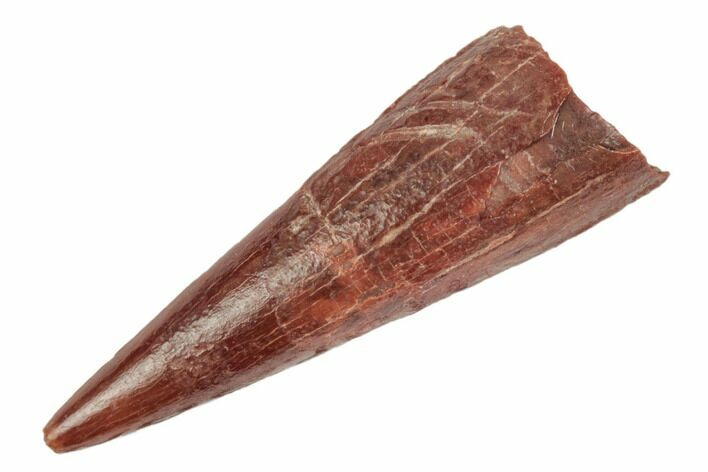 .68" Fossil Pterosaur (Siroccopteryx) Tooth - Morocco